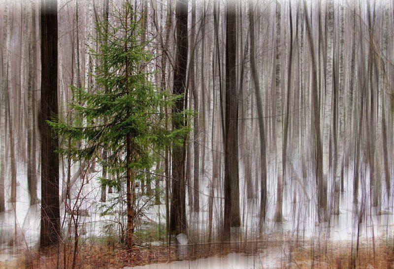 Деревья, Лес, Природа  времена года в лесу родилась ёлочкаphoto preview