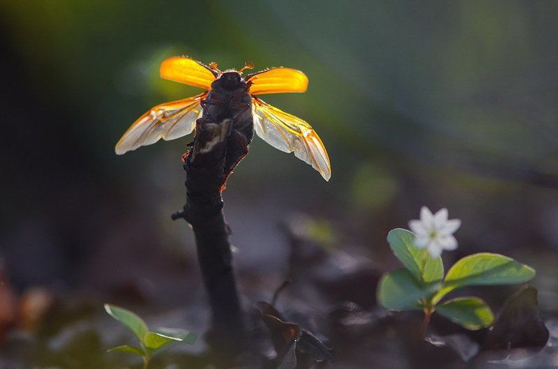 Орел – не маленькая птахаphoto preview