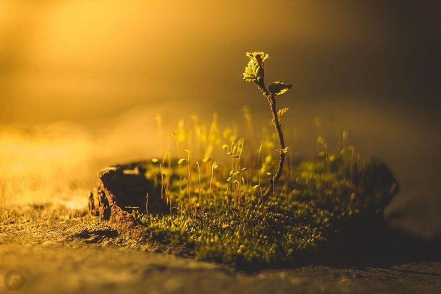 Островок. Автор: Фролова Евгения мох, росток, береза, Фролова Евгения