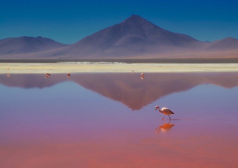 bolivia, боливия, mc о романтической нелюбви к розовому цвету..photo preview