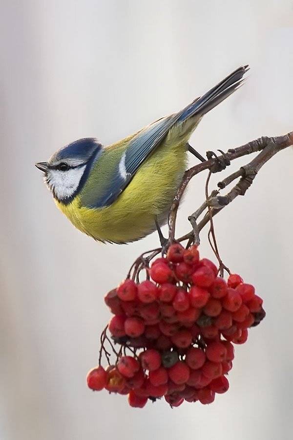 позирует. Автор: Наталья , Наталья