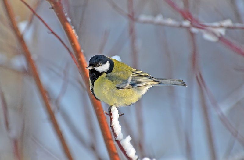 Синичкаphoto preview