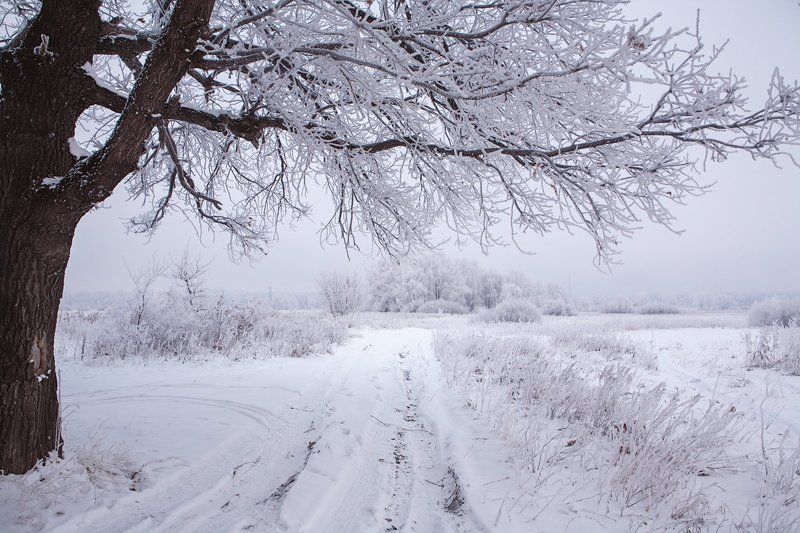 Морозным утромphoto preview