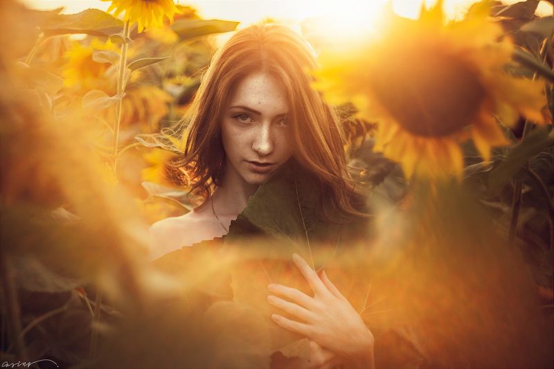 Sun, Sunset, Sunflovers Vikaphoto preview