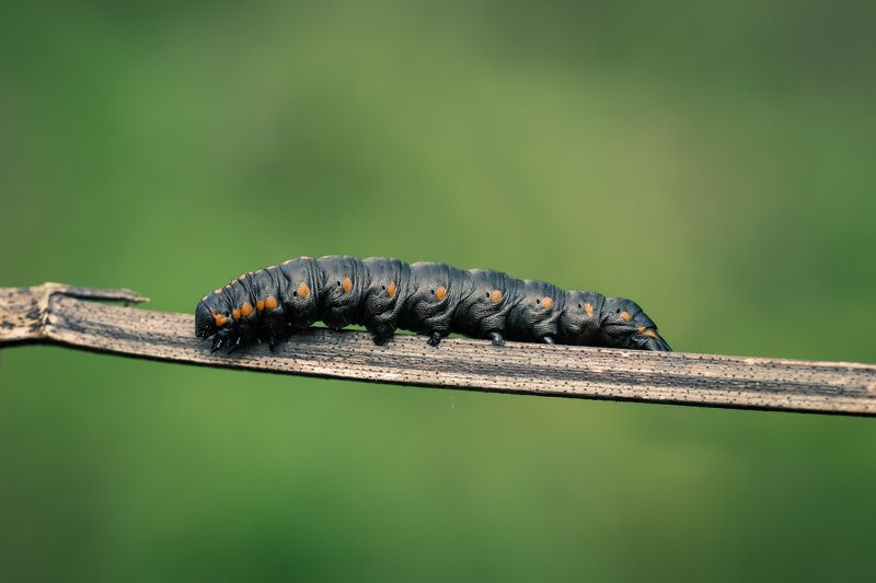 Кожаныйphoto preview