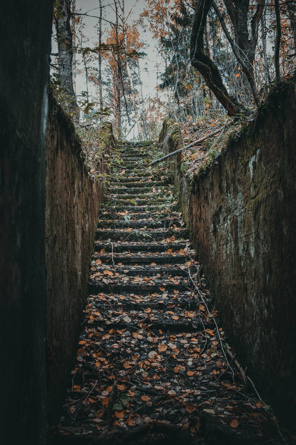 лестница. Автор: Владимир Кедров лес, лестница, деревья, бункер, ступеньки, осень, Владимир Кедров