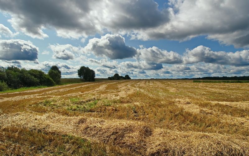 поле, жатва, лето, витебская область, беларусь Жатваphoto preview