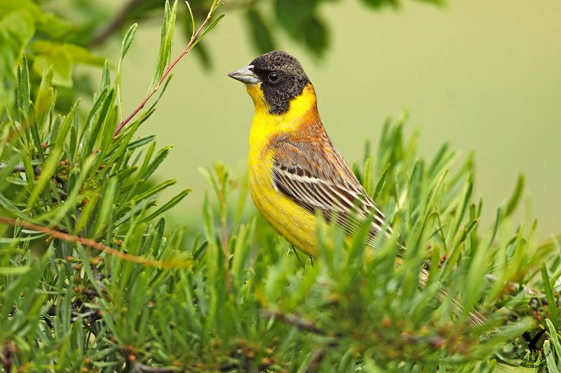 черноголовая овсянка. Черноголовая.photo preview