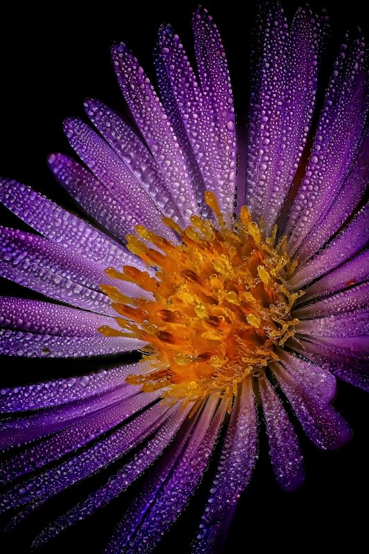 Ночная росаphoto preview