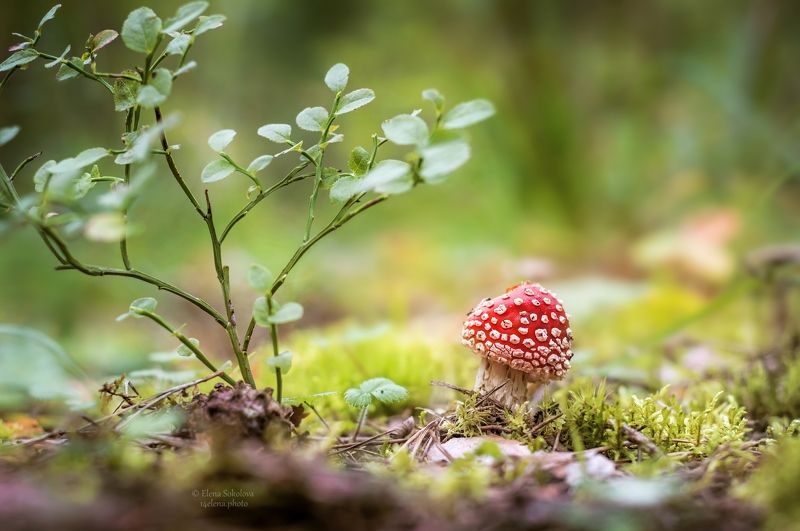 мухомор, грибы, макро Мухоморыphoto preview