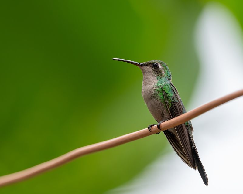 hummingbird, cuban, bird  cuban emeraldphoto preview