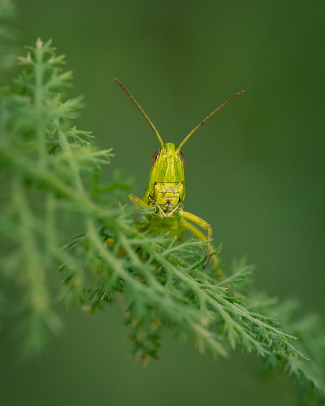 Фотосессия для кузнечикаphoto preview