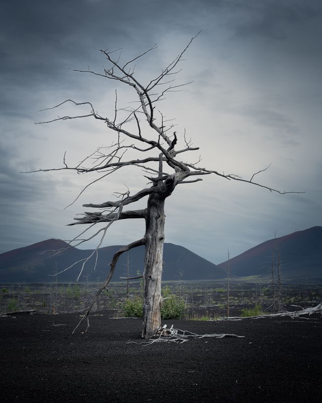 Исполин Мертвого леса. Камчаткаphoto preview