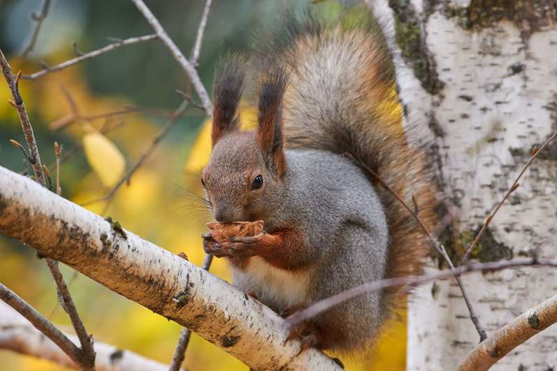 squirrel, volgograd, russia,  #photo preview