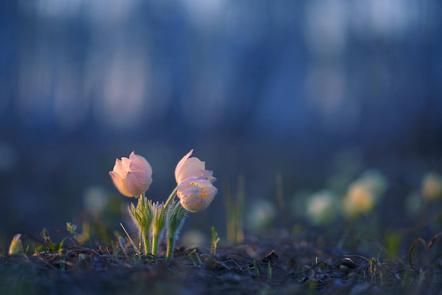 Когда все лето впереди.... Автор: Sokolova Tatiana макро, природа, боке, цветы, macro, nature, flowers, сон-трава, прострел, подснежник, лес, вечер, весна, Sokolova Tatiana