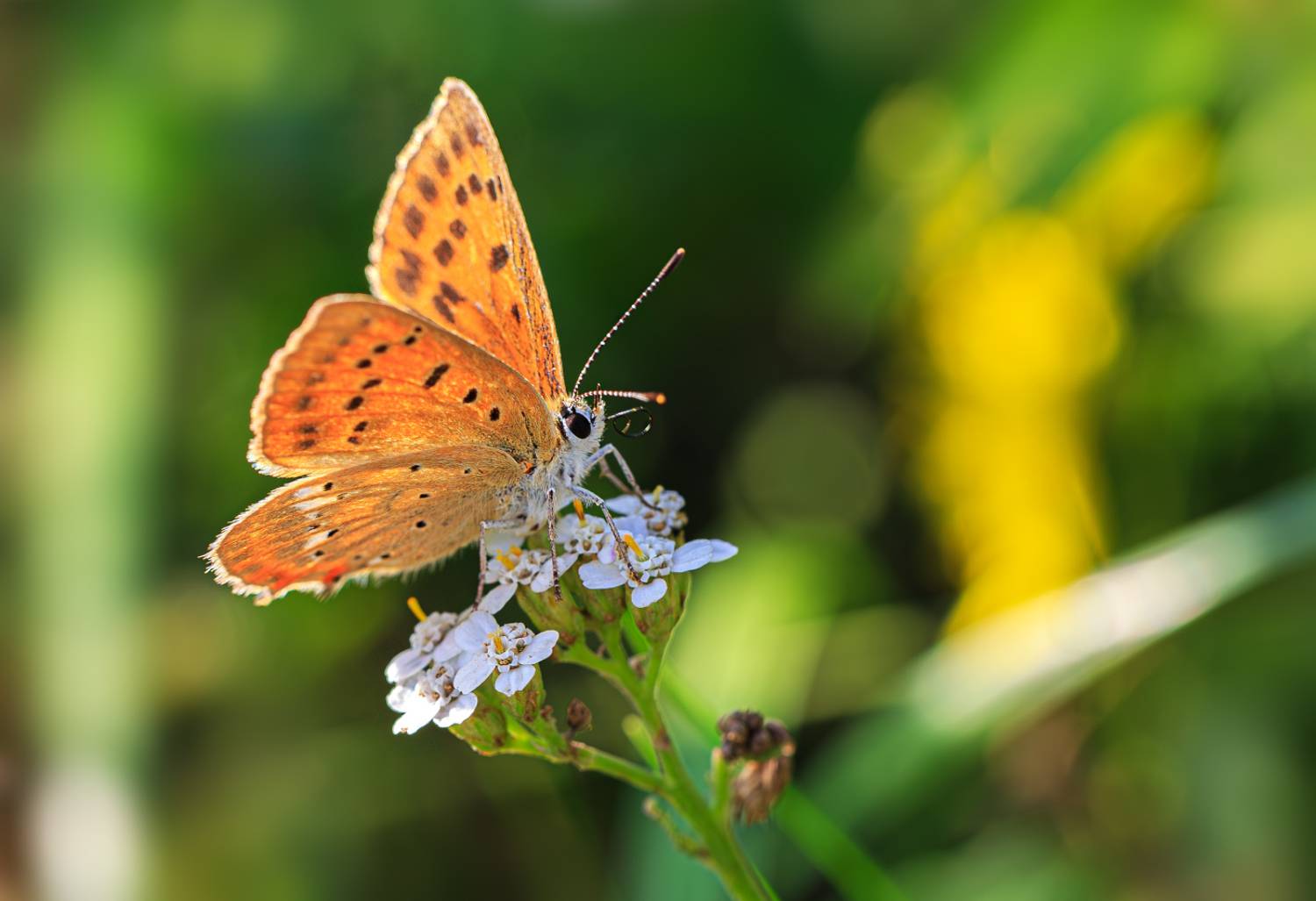 Червонец. Автор: Борис Новиков насекомые, бабочка, голубянка, червонец, огненный, август, лето, Борис Новиков
