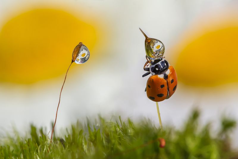 А что внутри?photo preview