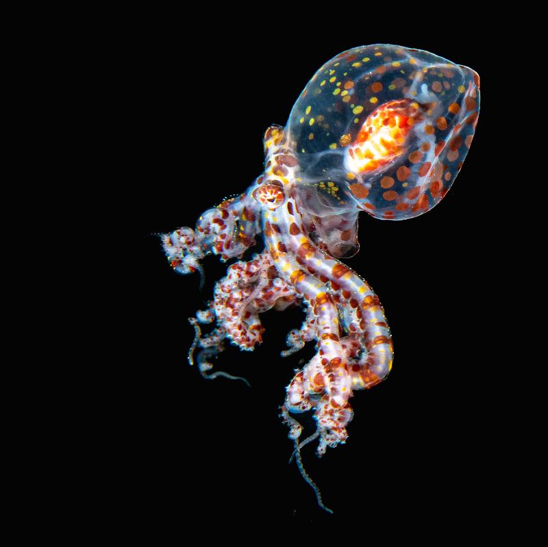 Blackwater dive photo preview