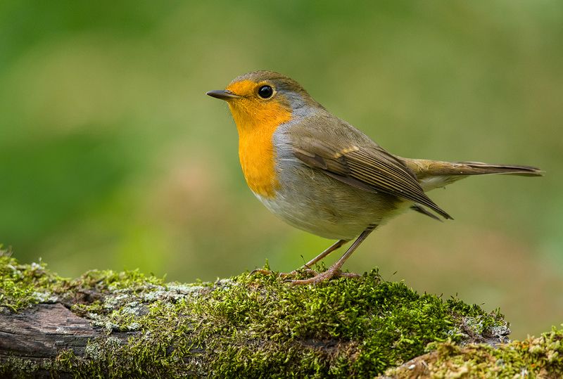 зарянка,малиновка,птица Зарянкаphoto preview