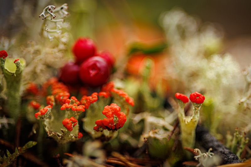 Спрятанный мир фото превью