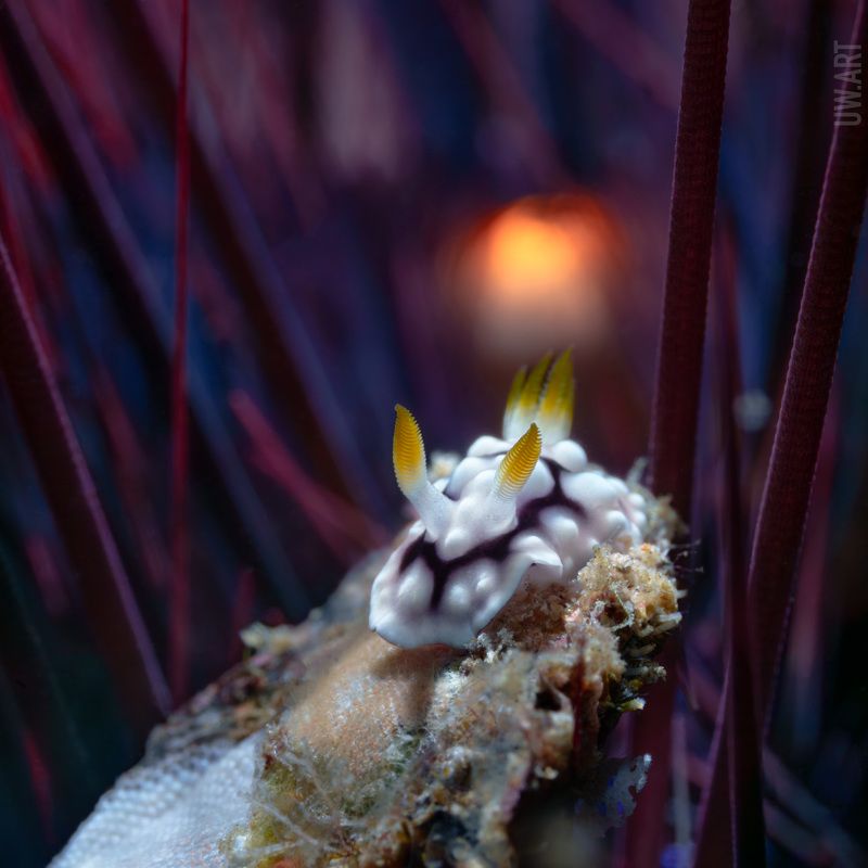 Закатphoto preview