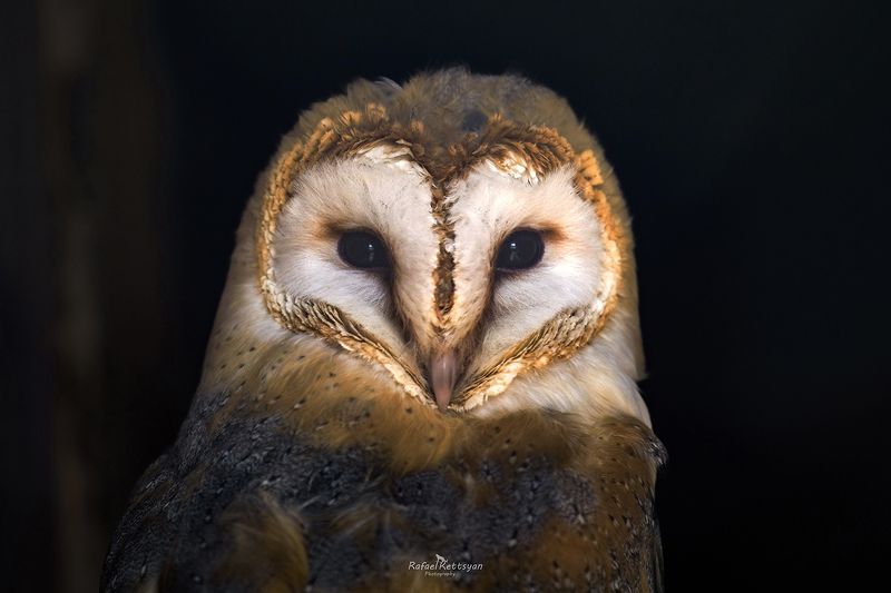 #owls, #wildlife, #animals, #birds, #совы Barn owl / Сипухаphoto preview