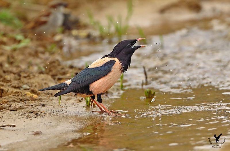 розовый скворец. Жажда.photo preview