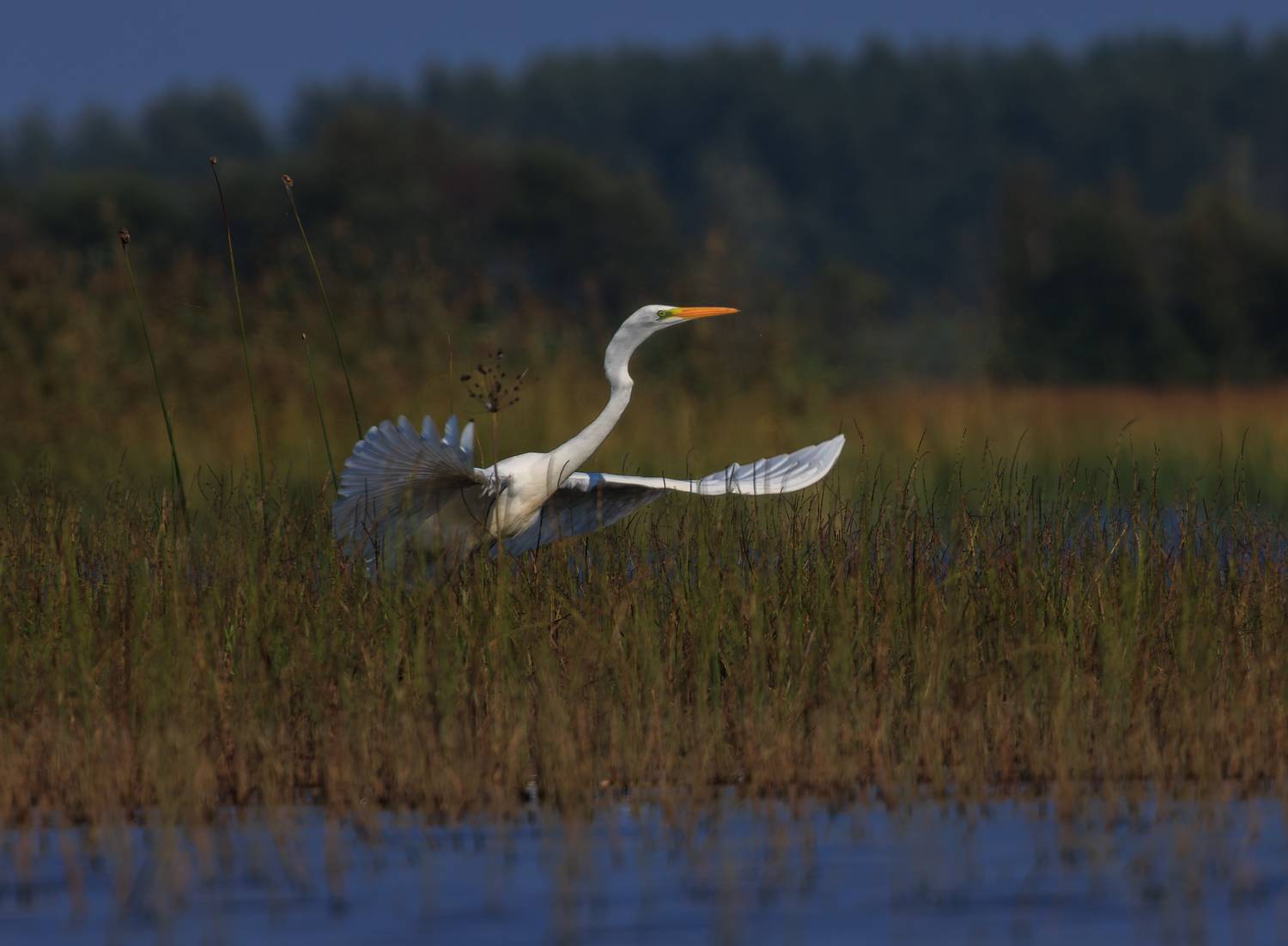 белый танец. Автор: Светлана Холодняк цапля, озеро, болото, птица, взлет, Светлана Холодняк