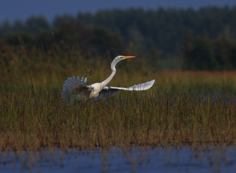 цапля, озеро, болото, птица, взлет белый танецphoto preview