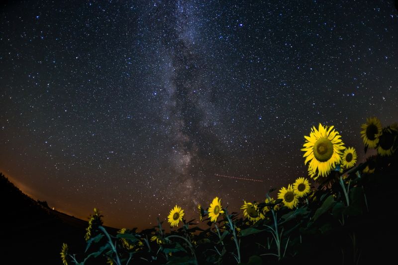 август, звезды, млечный путь, подсолнухи Млечный путьphoto preview