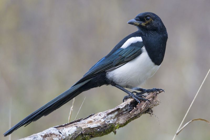 Обыкновенная сорокаphoto preview