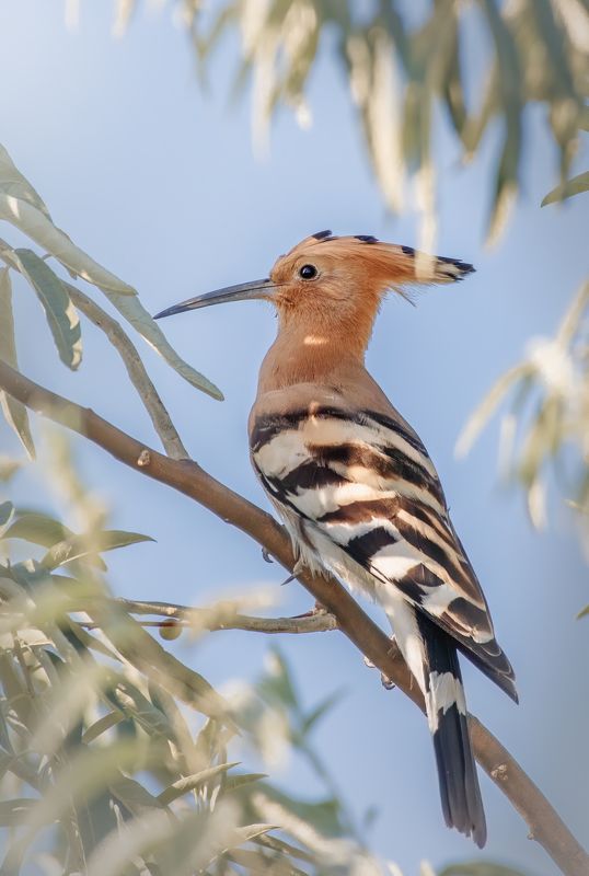 Удод Upupa epopsphoto preview