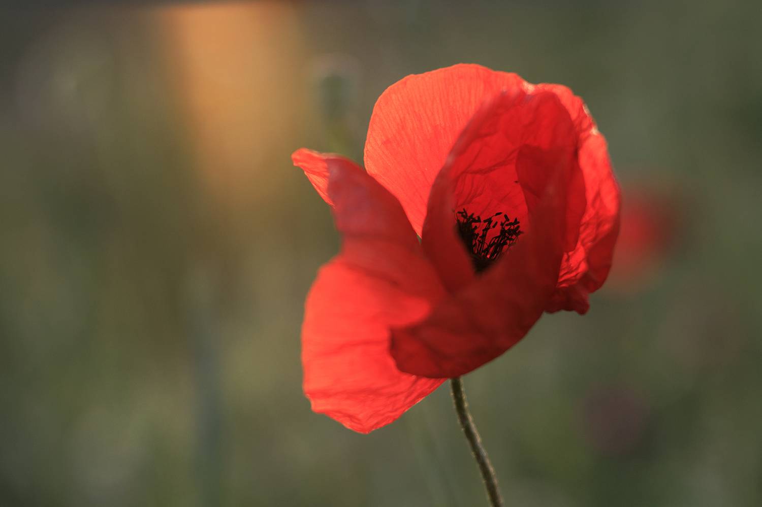 Автор: Elena Kovrigina , Elena Kovrigina