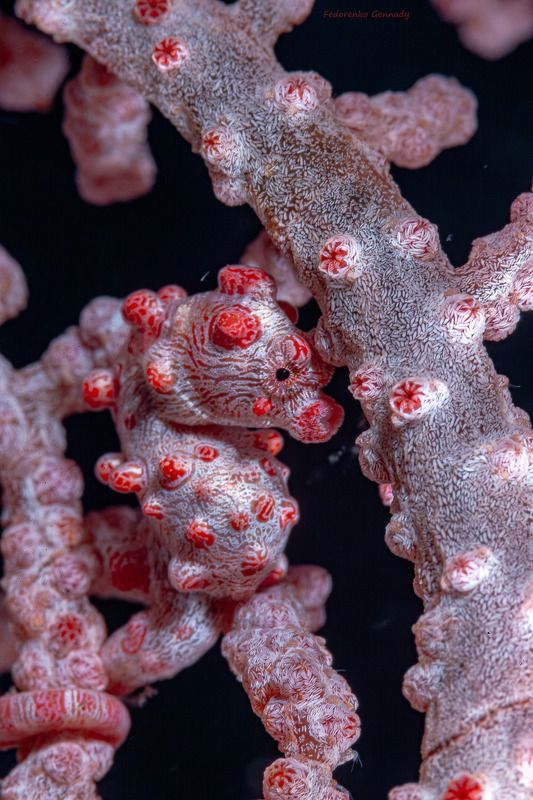 Пигмейphoto preview