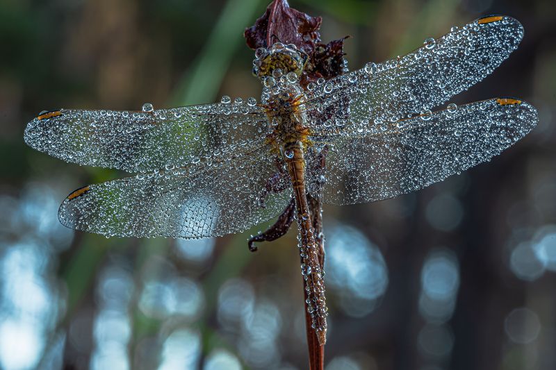 В утренних кружева. photo preview