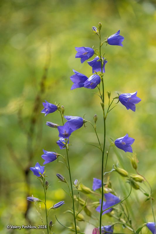 июнь, колокольчики, водосборы, аквилегия, ландыши, лес, мещёра, рязанская область Pro Колокольчики и не только…photo preview