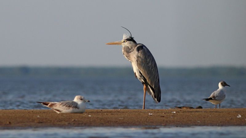 серая цапля, цапля, ardea cinerea, grey heron, heron, куршский залив Старик и мореphoto preview