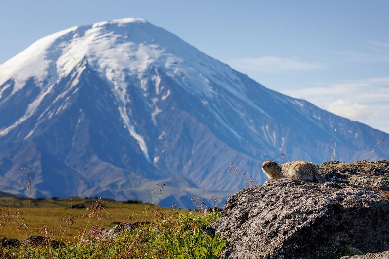 тобачик, камчатка, евражка Толбачик и евражка фото превью