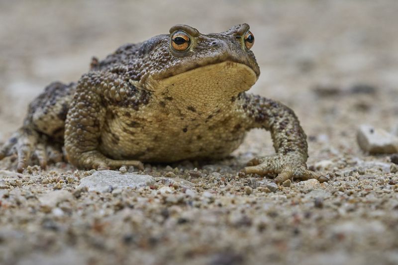 Frog.photo preview