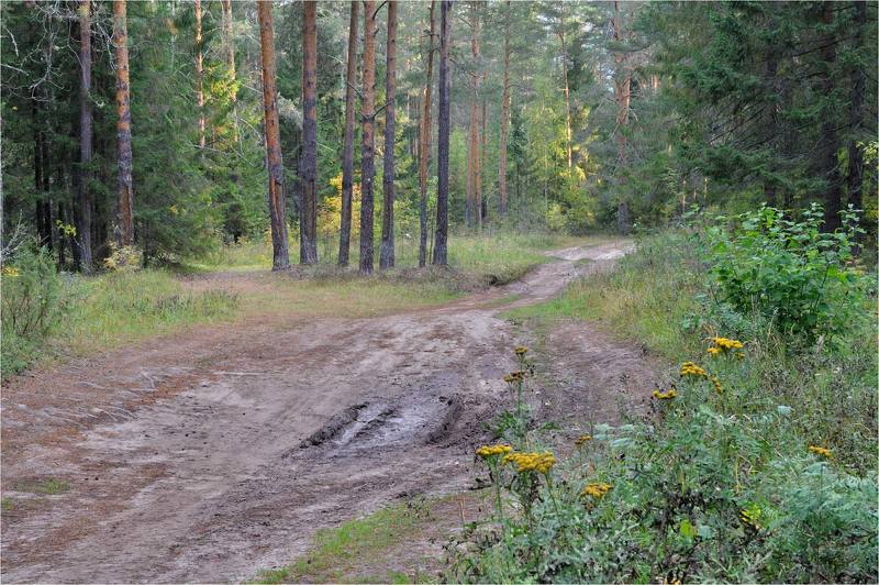 Сентябрьское утро в лесуphoto preview