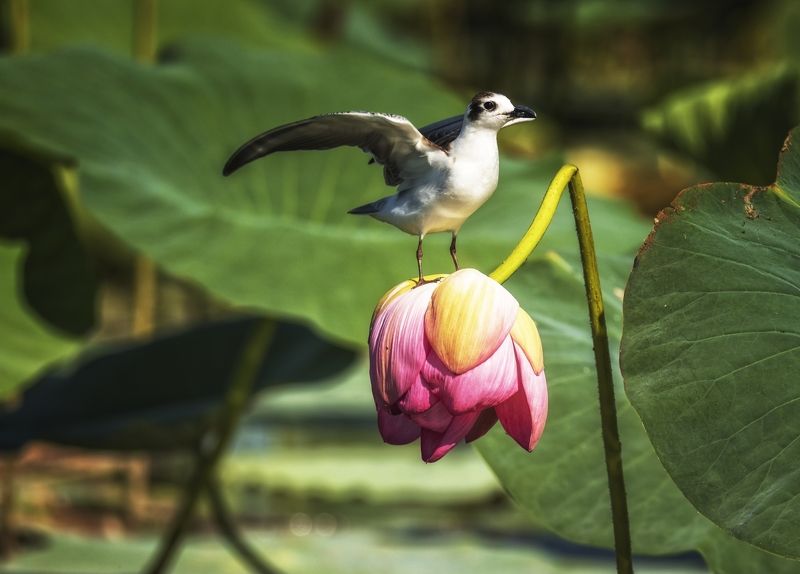 Белощекая крачка. Цветок лотоса. Ждем ваших аплодисментов.photo preview