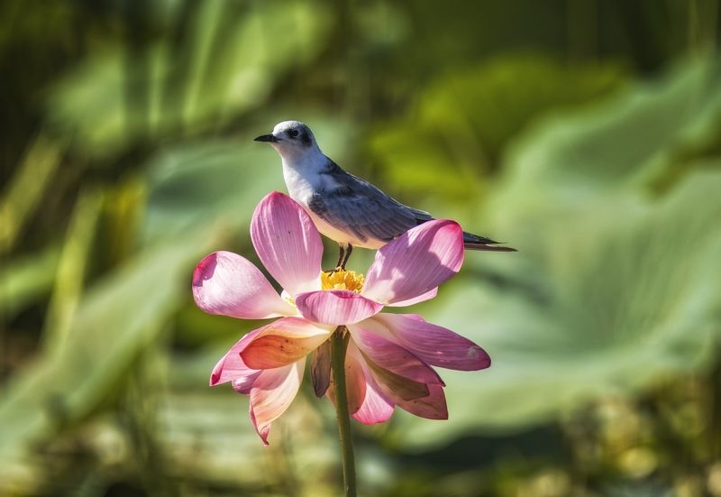 белощекая крачка. цветок лотоса. Полюбуйтесь мною.photo preview