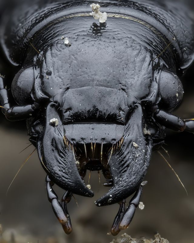 Broscus cephalotesphoto preview