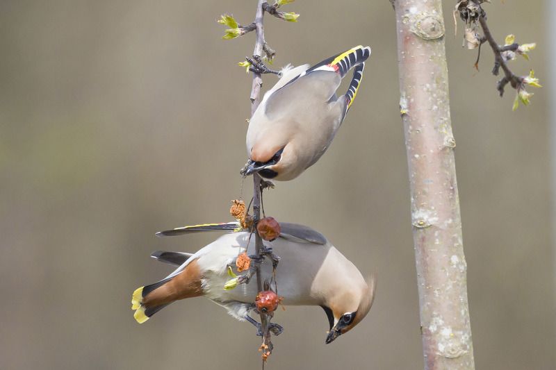 яблочкиphoto preview