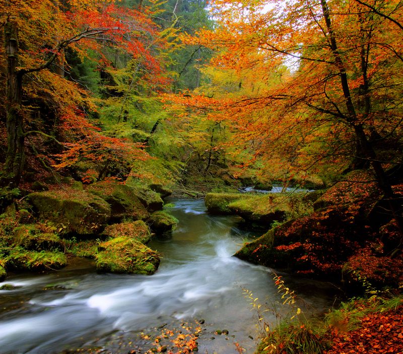 Лесной ручей.photo preview