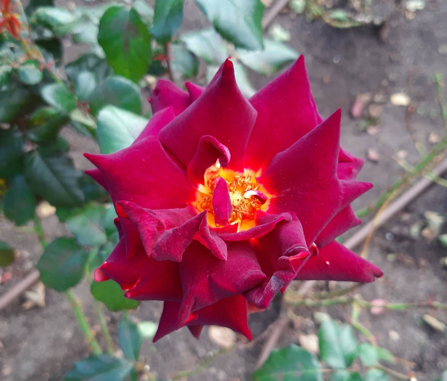 Закат лета. Автор: Maria V. Gorskaya роза, Maria V. Gorskaya