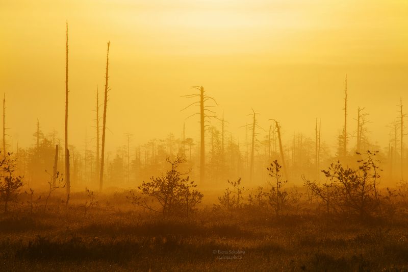 рассвет, утро, пейзаж, лето Золотой рассвет на болотеphoto preview