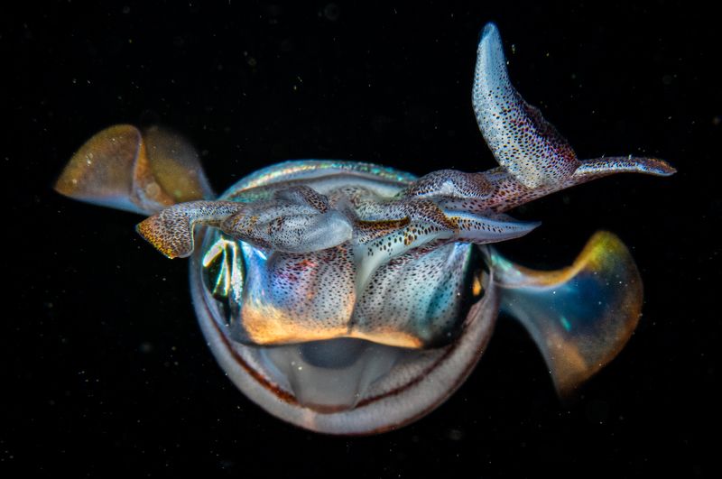 Bonfire divephoto preview