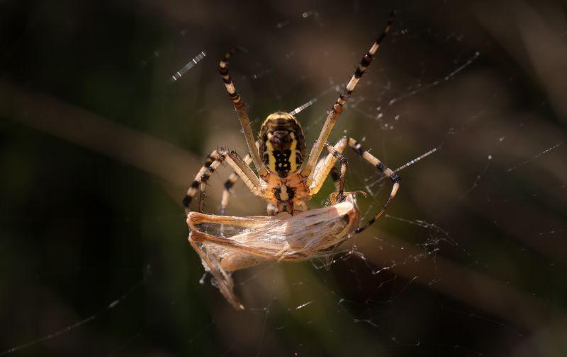 Паук-оса  ( агриопа брюнниха )photo preview