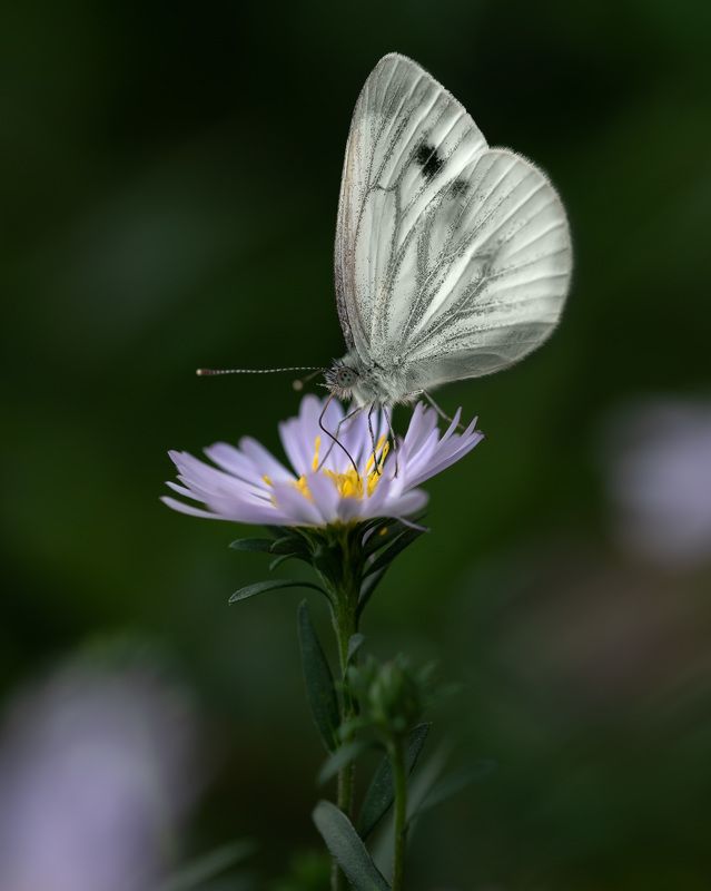 На исходе летаphoto preview